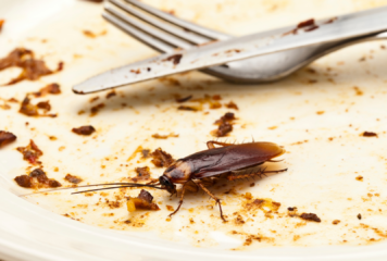 Rentokil Initial: Cucaracha del café, la pesadilla de las cafeteras de los bares