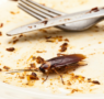Rentokil Initial: Cucaracha del café, la pesadilla de las cafeteras de los bares