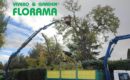 Poda de árboles: ¿Cómo y cuándo?, por VIVEROS FLORAMA
