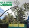 Poda de árboles: ¿Cómo y cuándo?, por VIVEROS FLORAMA