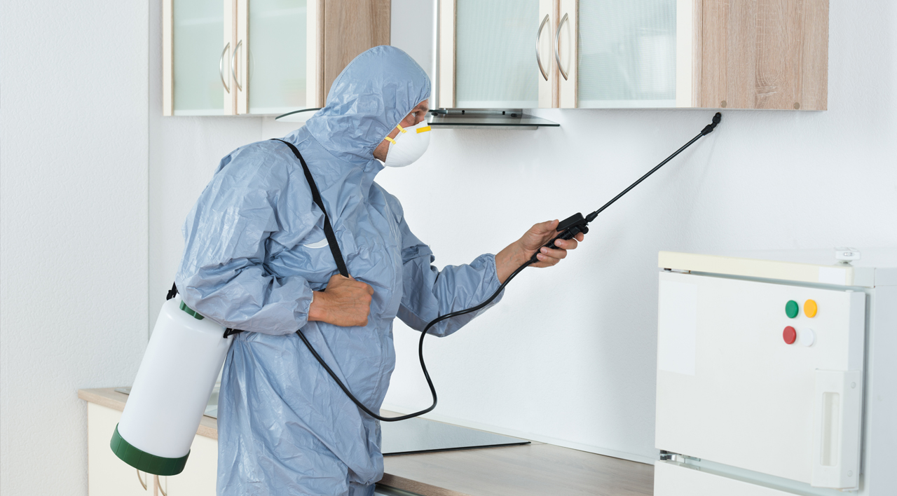 Los peligros de las plagas: cómo mantener tu hogar seguro