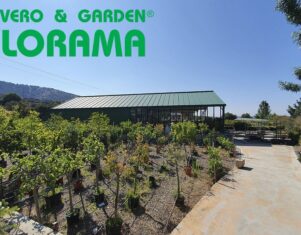 Comprar las plantas y árboles en viveros profesionales: una elección inteligente para el jardín, por VIVEROS FLORAMA