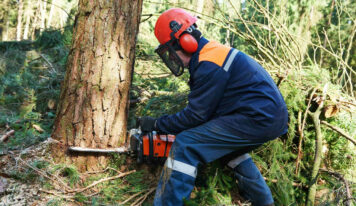 Consejos sobre cómo talar un árbol de forma segura