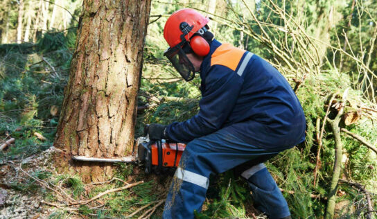 Consejos sobre cómo talar un árbol de forma segura