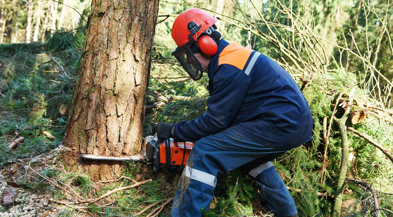 Consejos sobre cómo talar un árbol de forma segura