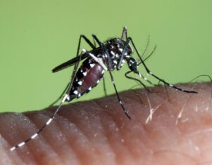 Los mosquitos adelantan su llegada y obligan a reforzar los planes de prevención y control de plagas