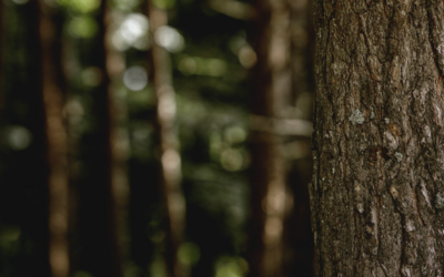 Grup Boix alerta sobre el riesgo de incendios y reivindica la gestión forestal con la llegada del invierno