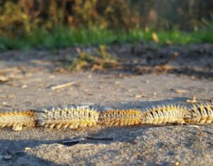 El viento dispara la alerta por procesionaria: veterinarios atienden cada vez más casos en perros tras los últimos temporales