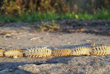 El viento dispara la alerta por procesionaria: veterinarios atienden cada vez más casos en perros tras los últimos temporales
