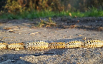 El viento dispara la alerta por procesionaria: veterinarios atienden cada vez más casos en perros tras los últimos temporales