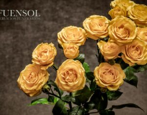 Fuensol conmemora dos décadas de trayectoria en el sector funerario con el lanzamiento de nuevos planes de planificación anticipada y renovación digital