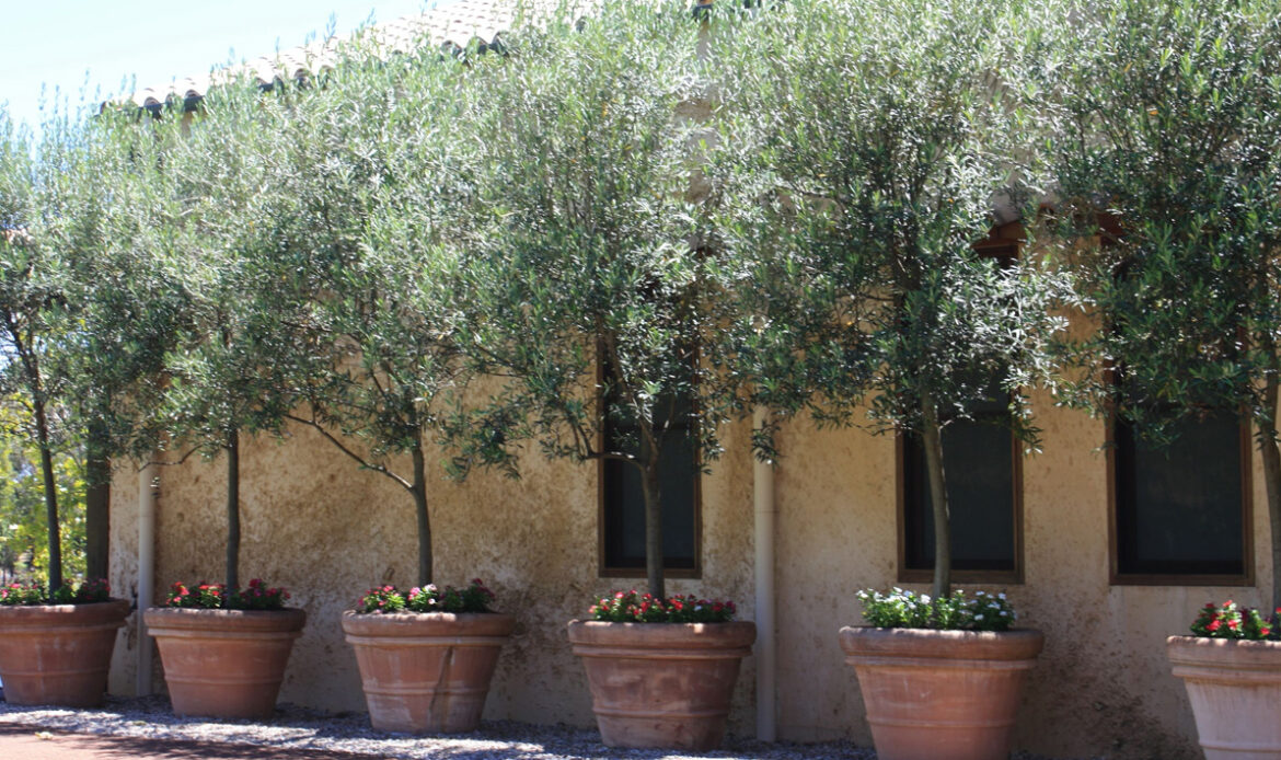 olivo