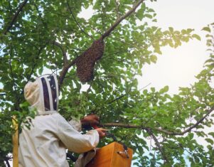 Más incidencias por avispas velutinas y más riesgos de salud pública asociados: qué hay detrás del aumento de la actividad durante el verano