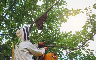 Más incidencias por avispas velutinas y más riesgos de salud pública asociados: qué hay detrás del aumento de la actividad durante el verano